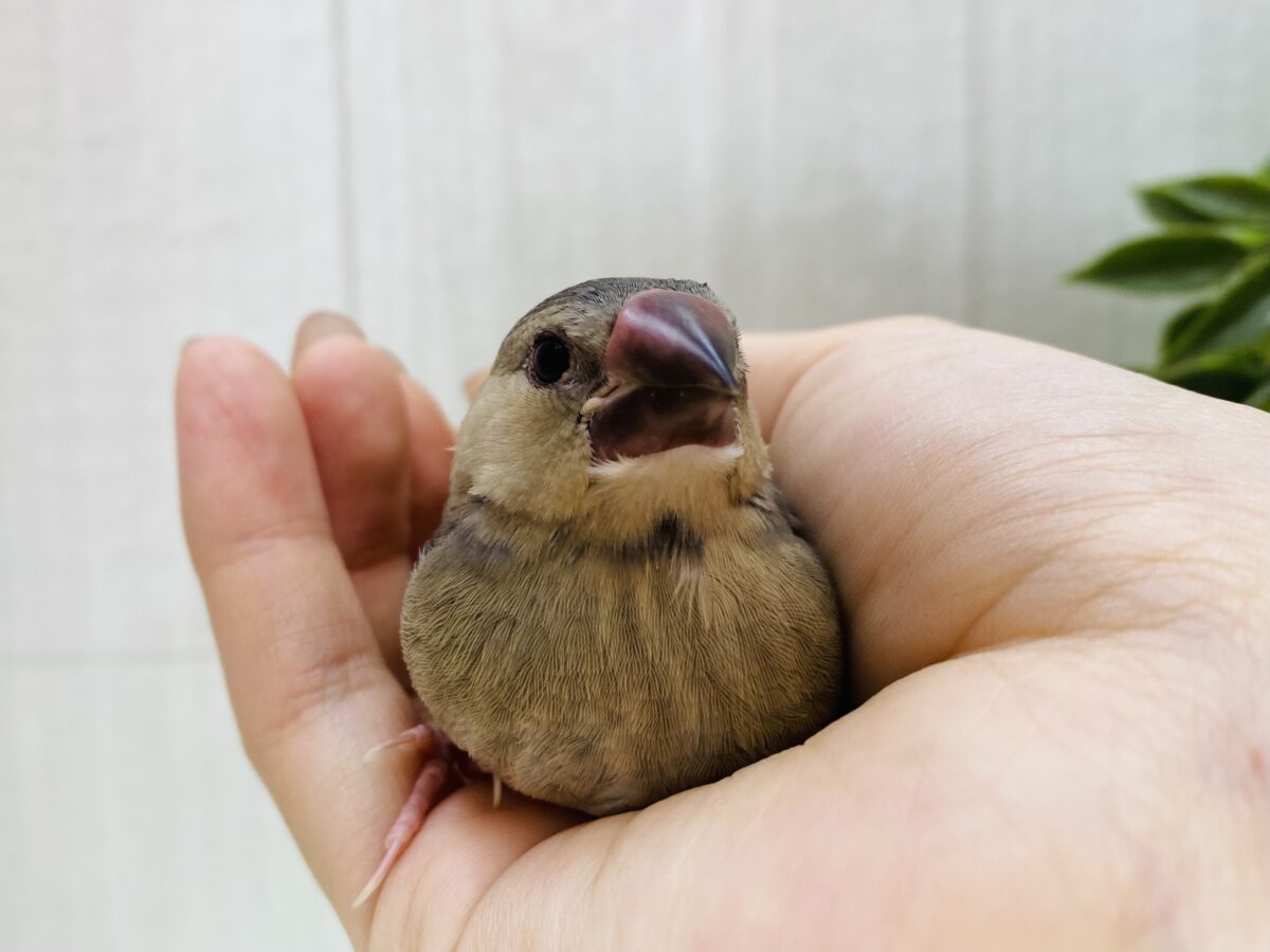 桜文鳥