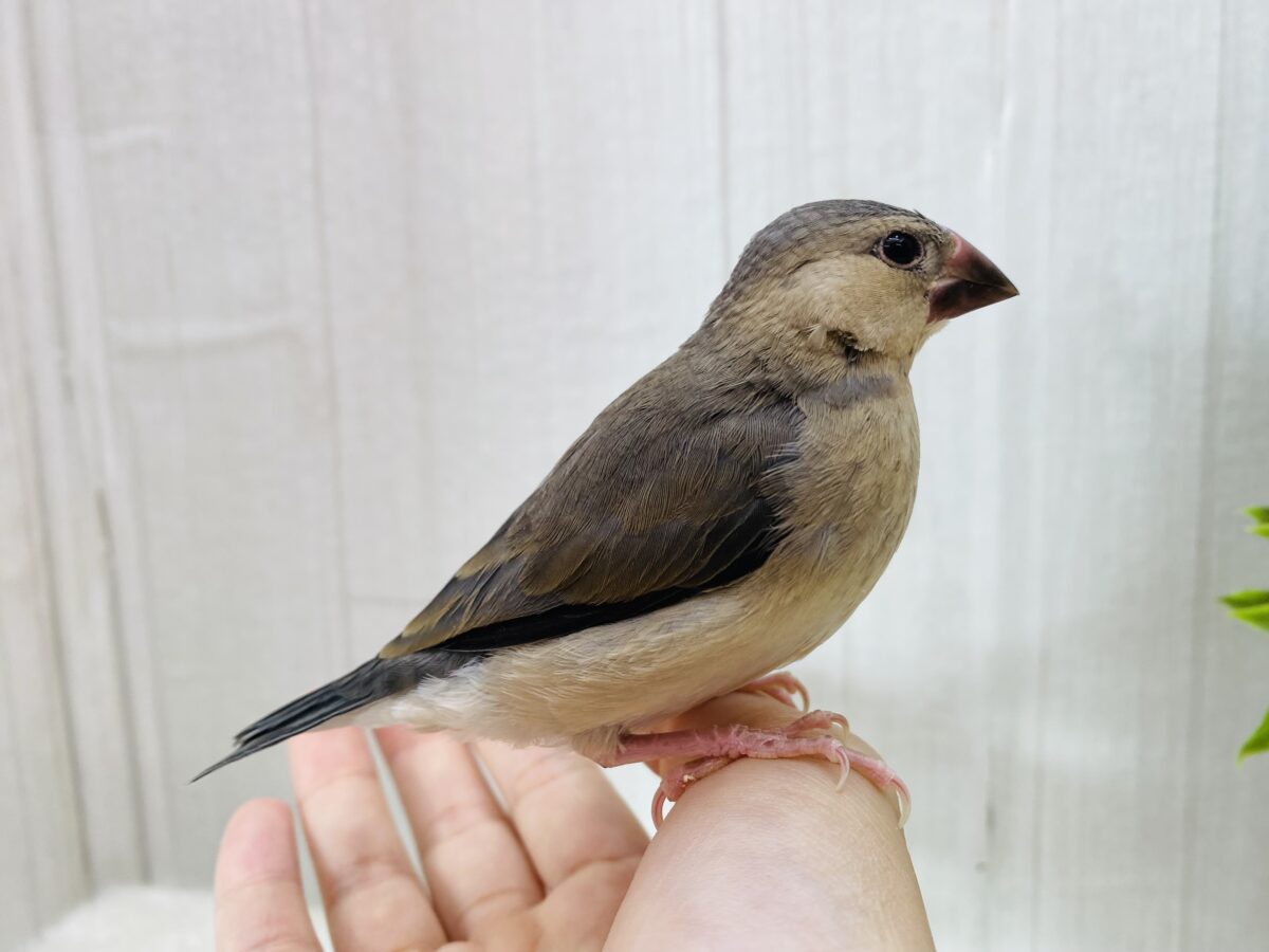 桜文鳥