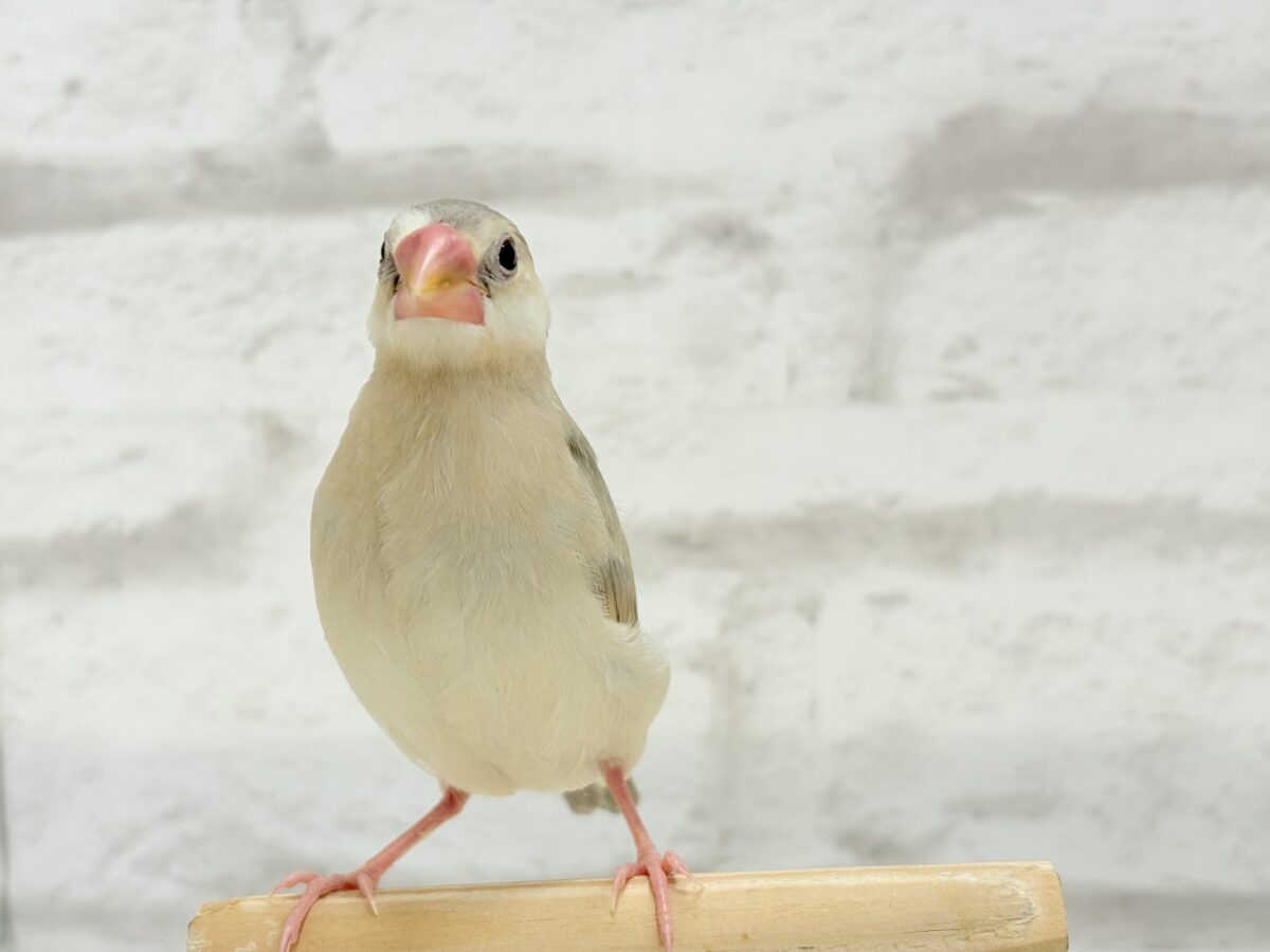 握って!なでて!たくさん甘やかしてね?♥パステル文鳥 パステル文鳥