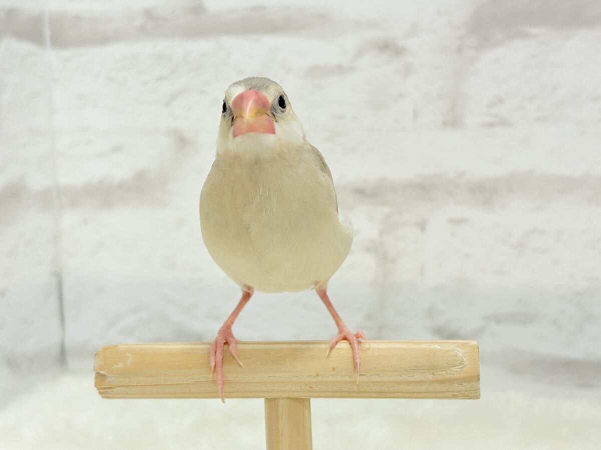 握って!なでて!たくさん甘やかしてね?♥パステル文鳥 パステル文鳥