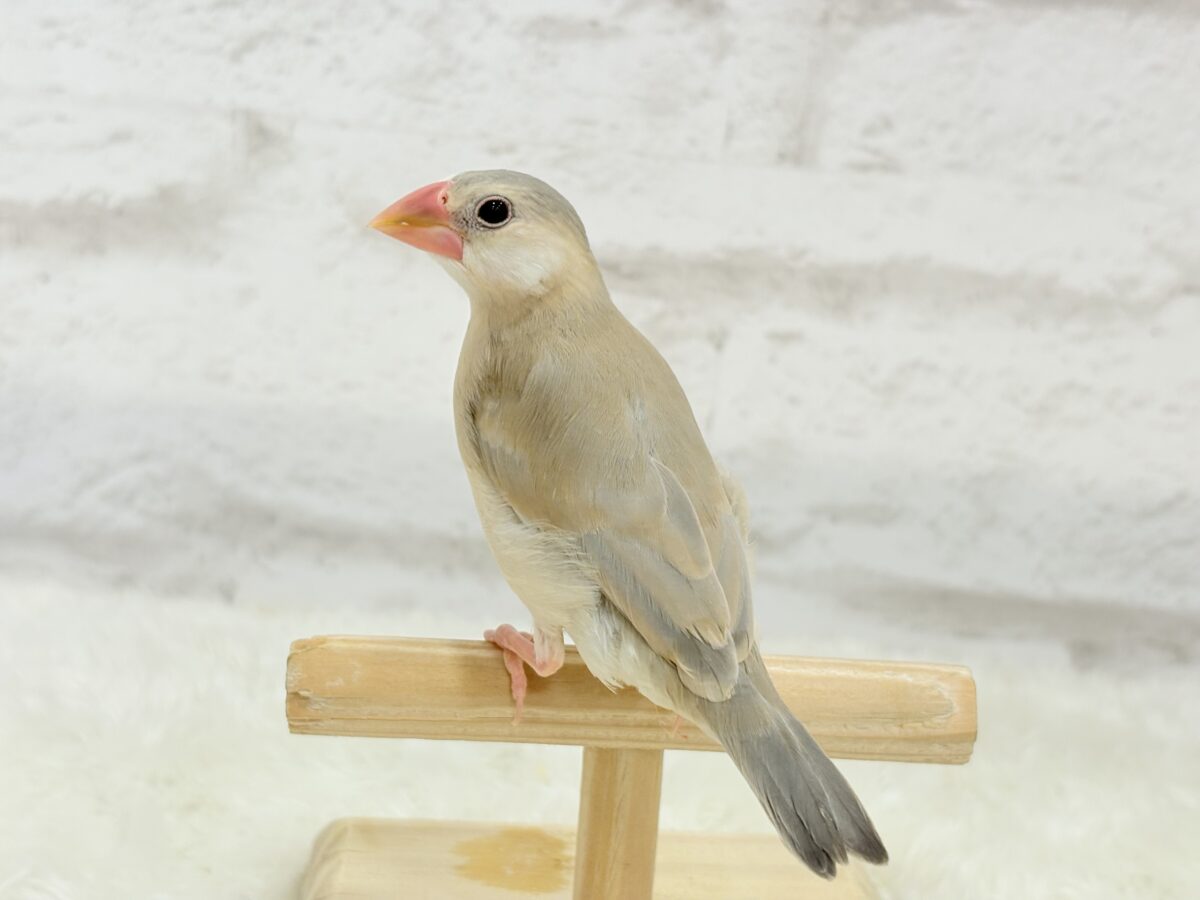 握って!なでて!たくさん甘やかしてね?♥パステル文鳥 パステル文鳥