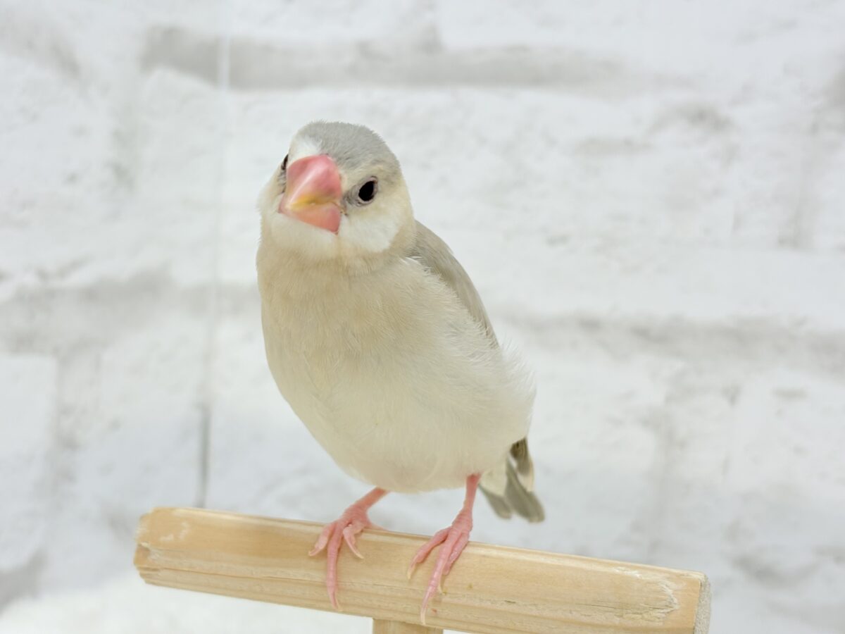 握って!なでて!たくさん甘やかしてね?♥パステル文鳥 パステル文鳥