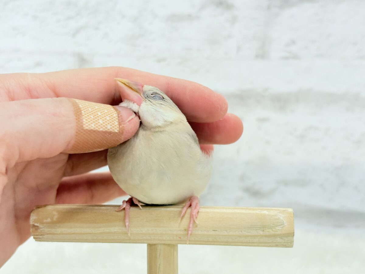 握って!なでて!たくさん甘やかしてね?♥パステル文鳥 パステル文鳥
