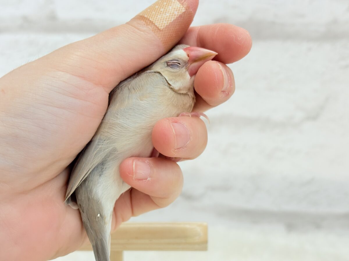 握って!なでて!たくさん甘やかしてね?♥パステル文鳥 パステル文鳥