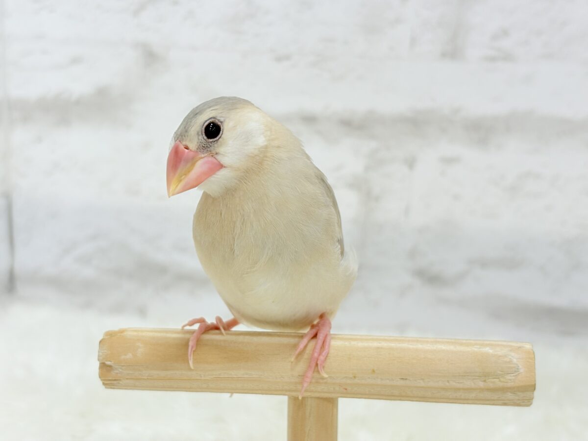 握って!なでて!たくさん甘やかしてね?♥パステル文鳥 パステル文鳥