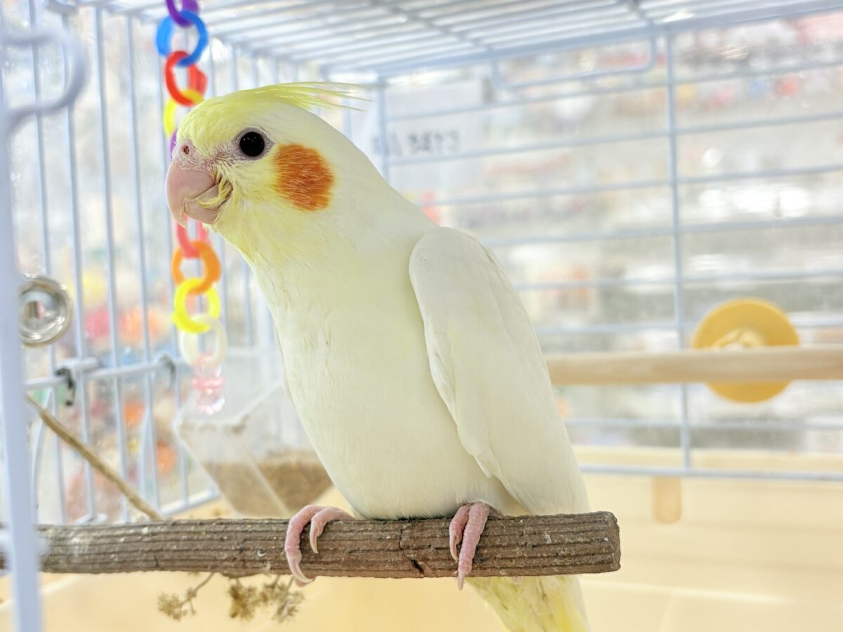 いつまでもヒナ鳴き止まらない☆オカメインコ(ルチノー) ヒナ オカメインコ
