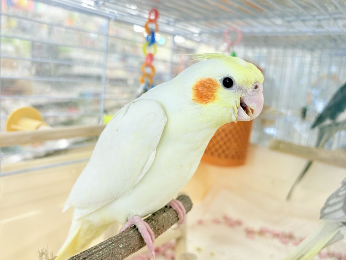 いつまでもヒナ鳴き止まらない☆オカメインコ(ルチノー) ヒナ オカメインコ
