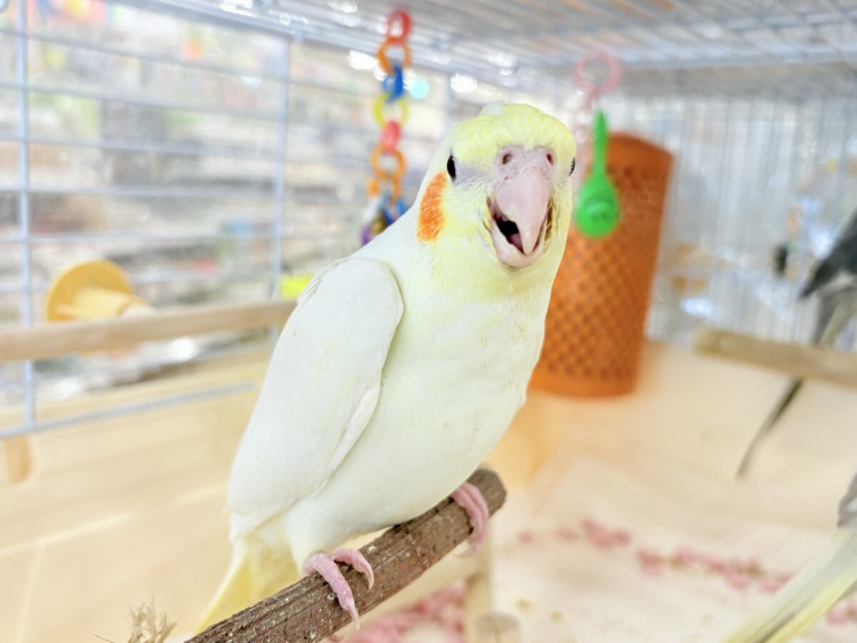 いつまでもヒナ鳴き止まらない☆オカメインコ(ルチノー) ヒナ オカメインコ