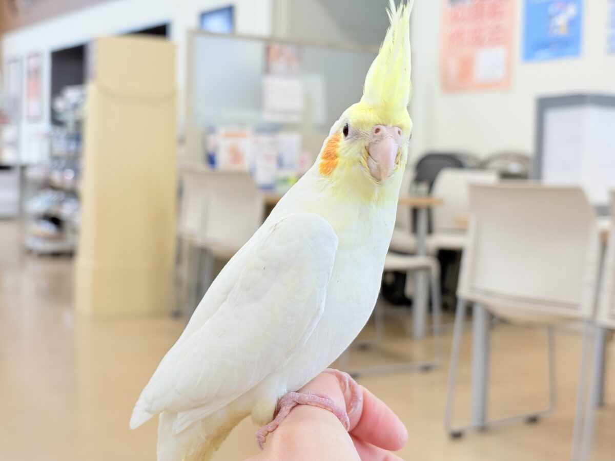 いつまでもヒナ鳴き止まらない☆オカメインコ(ルチノー) ヒナ オカメインコ