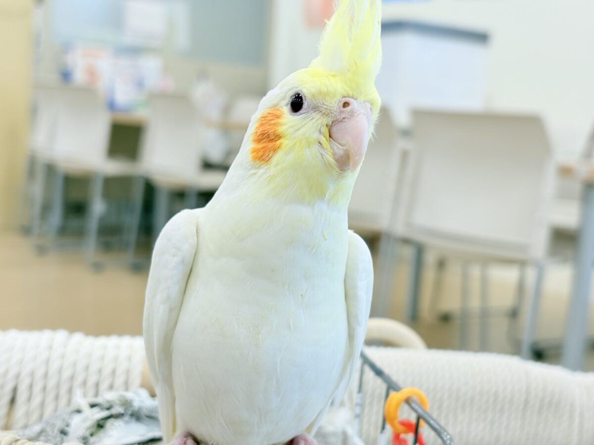 いつまでもヒナ鳴き止まらない☆オカメインコ(ルチノー) ヒナ オカメインコ