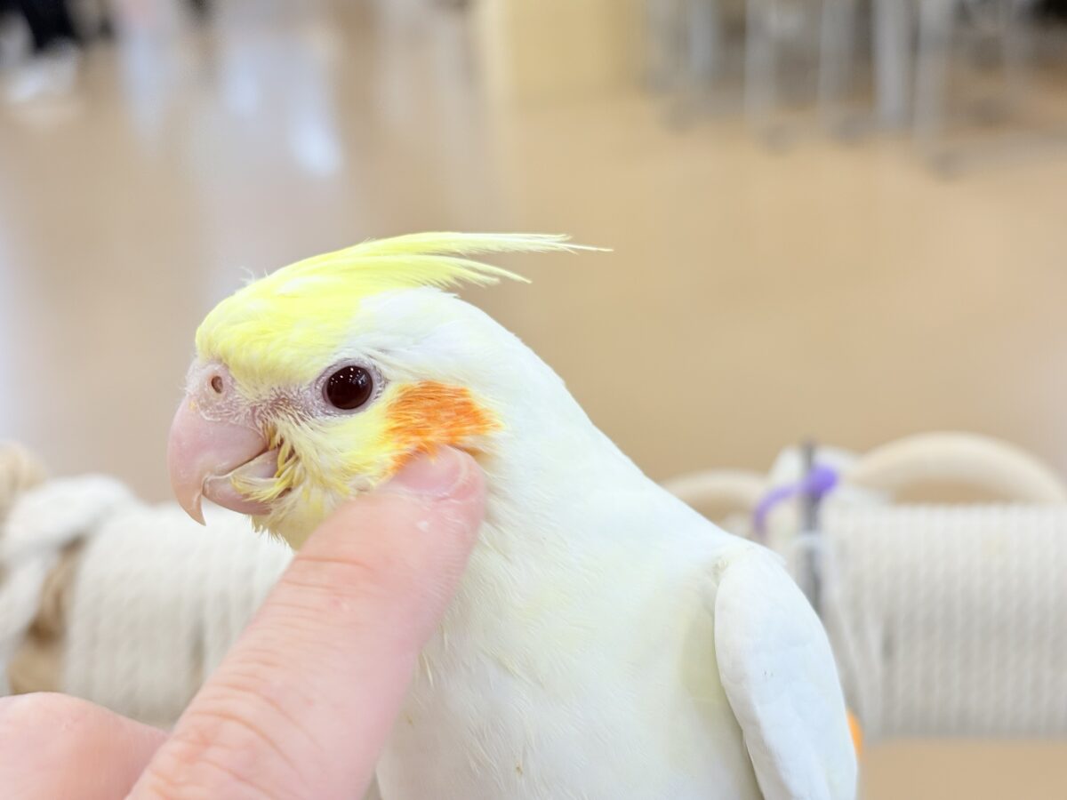 いつまでもヒナ鳴き止まらない☆オカメインコ(ルチノー) ヒナ オカメインコ