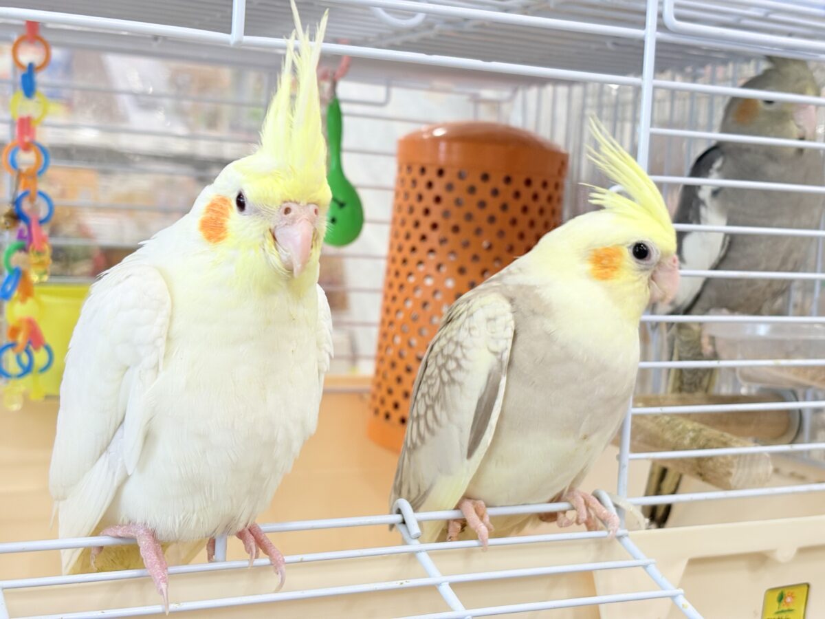 いつまでもヒナ鳴き止まらない☆オカメインコ(ルチノー) ヒナ オカメインコ