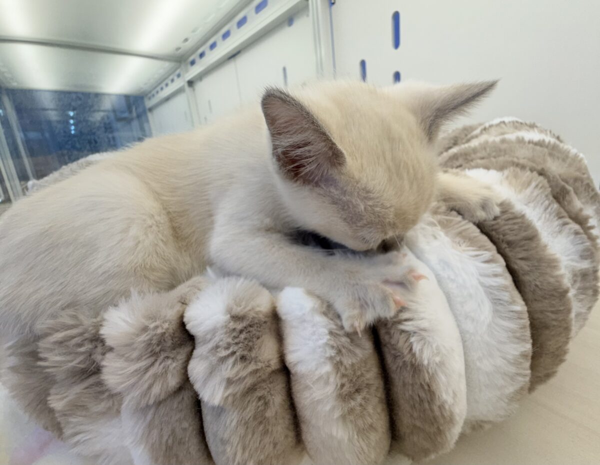 ふみふみが止まりませんっっっ!トンキニーズちゃん🐈 トンキニーズ
