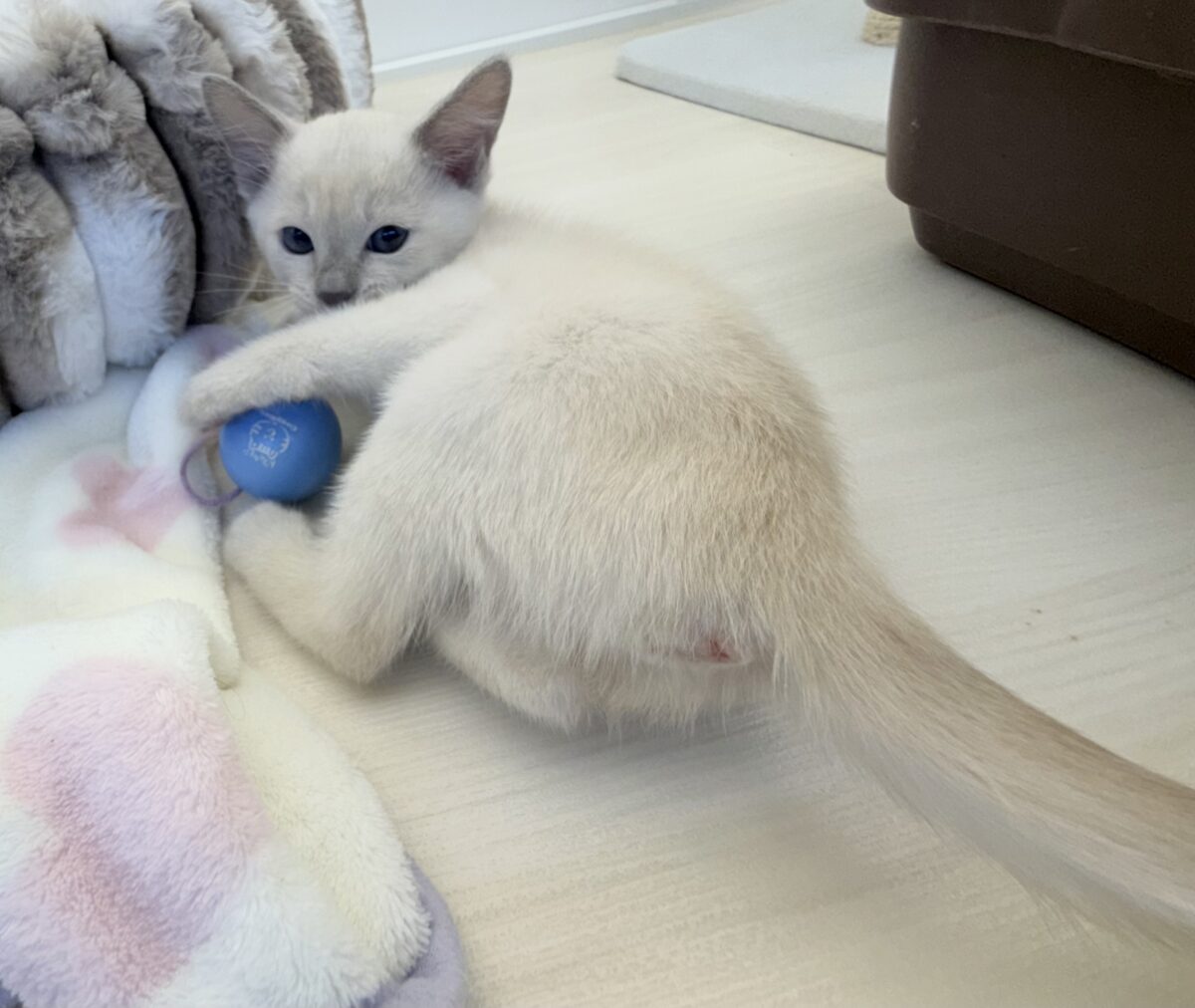 ふみふみが止まりませんっっっ!トンキニーズちゃん🐈 トンキニーズ