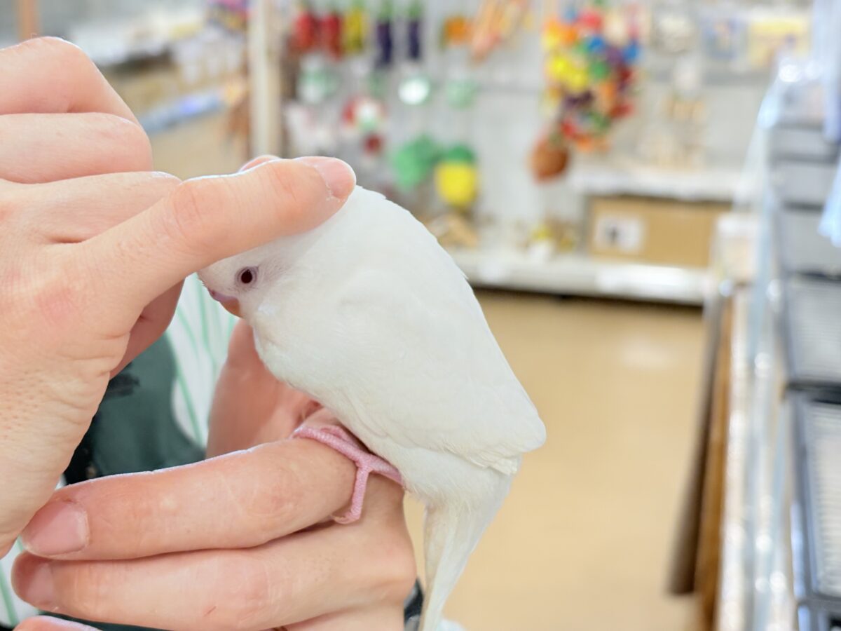 個性的な甘え方に沼っちゃう🐥💖セキセイインコ(アルビノ) セキセイインコ