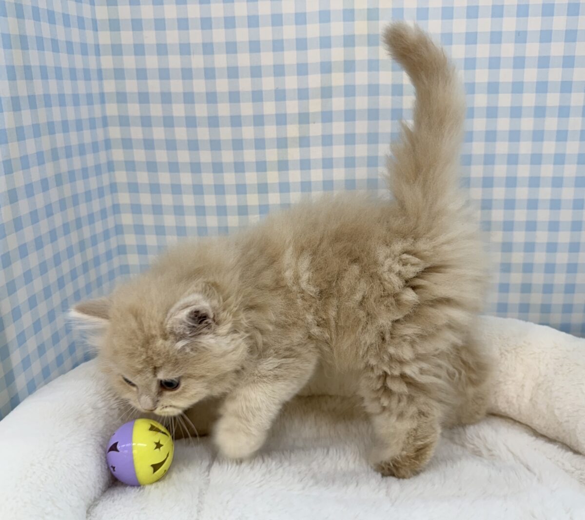 もふもふがすごい!可愛すぎるスコちゃん☺️ スコティッシュフォールド