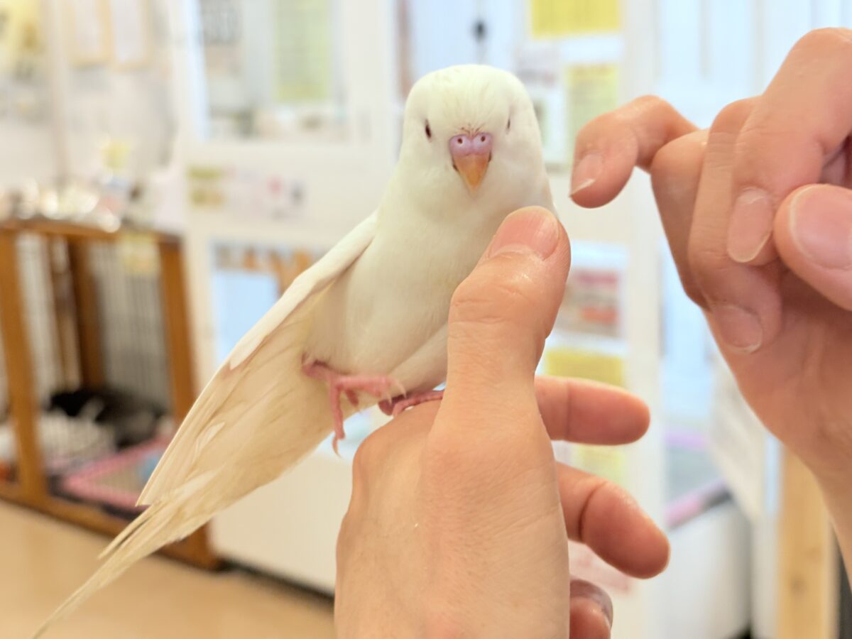 個性的な甘え方に沼っちゃう🐥💖セキセイインコ(アルビノ) セキセイインコ