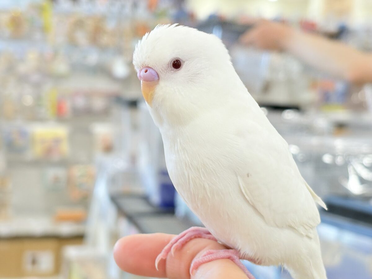 個性的な甘え方に沼っちゃう🐥💖セキセイインコ(アルビノ) セキセイインコ