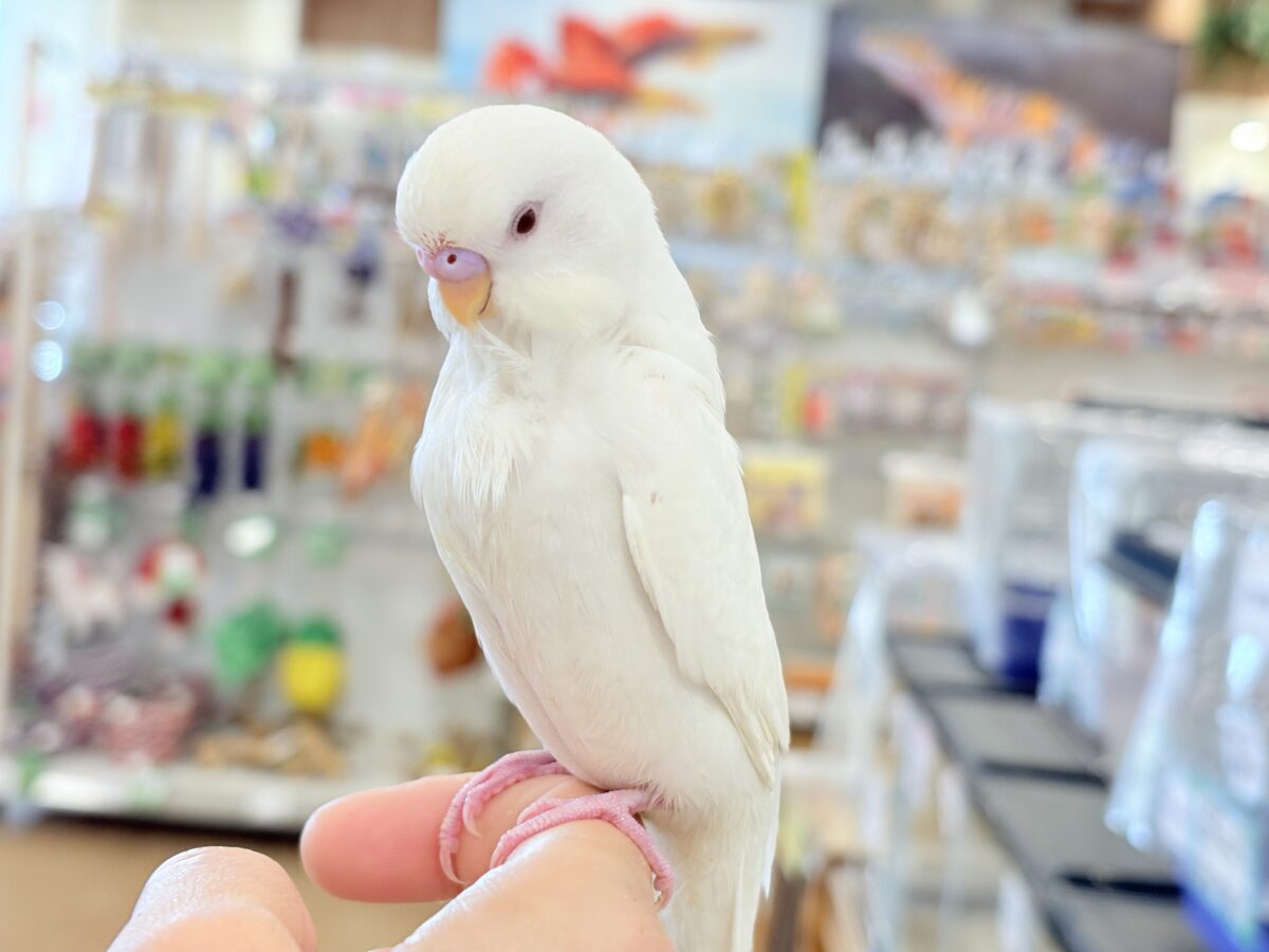 個性的な甘え方に沼っちゃう🐥💖セキセイインコ(アルビノ) セキセイインコ