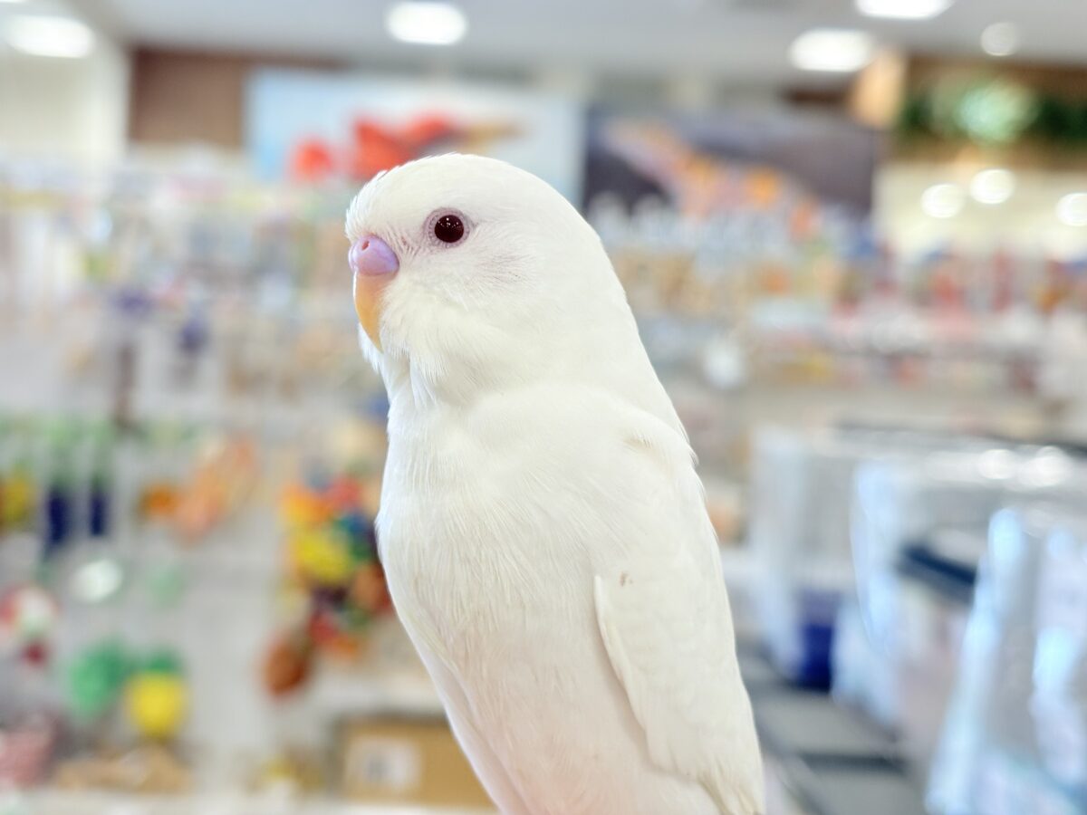 個性的な甘え方に沼っちゃう🐥💖セキセイインコ(アルビノ) セキセイインコ