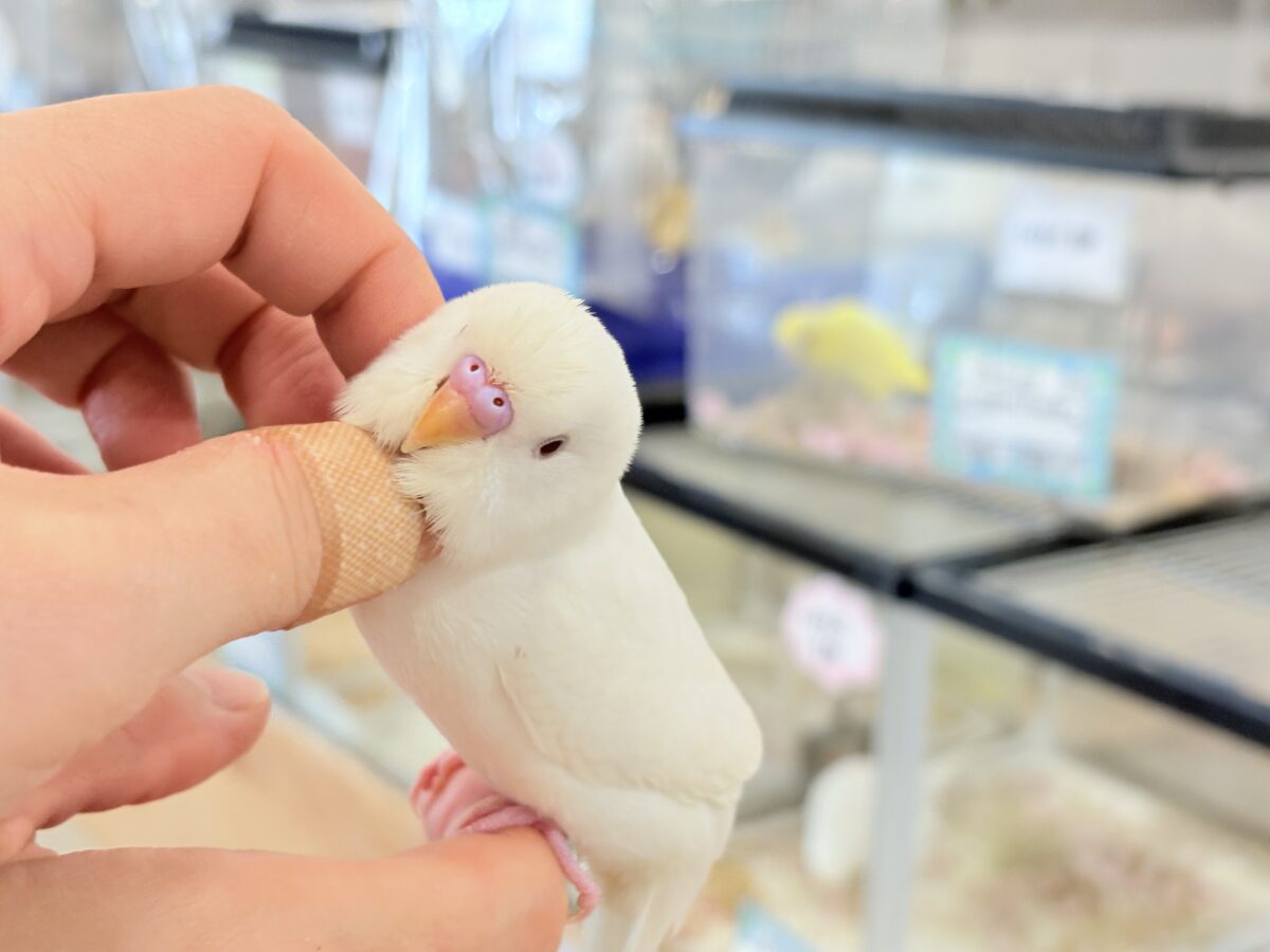 個性的な甘え方に沼っちゃう🐥💖セキセイインコ(アルビノ) セキセイインコ