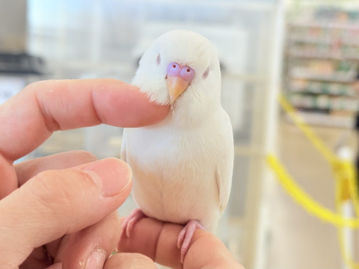 個性的な甘え方に沼っちゃう🐥💖セキセイインコ(アルビノ) セキセイインコ