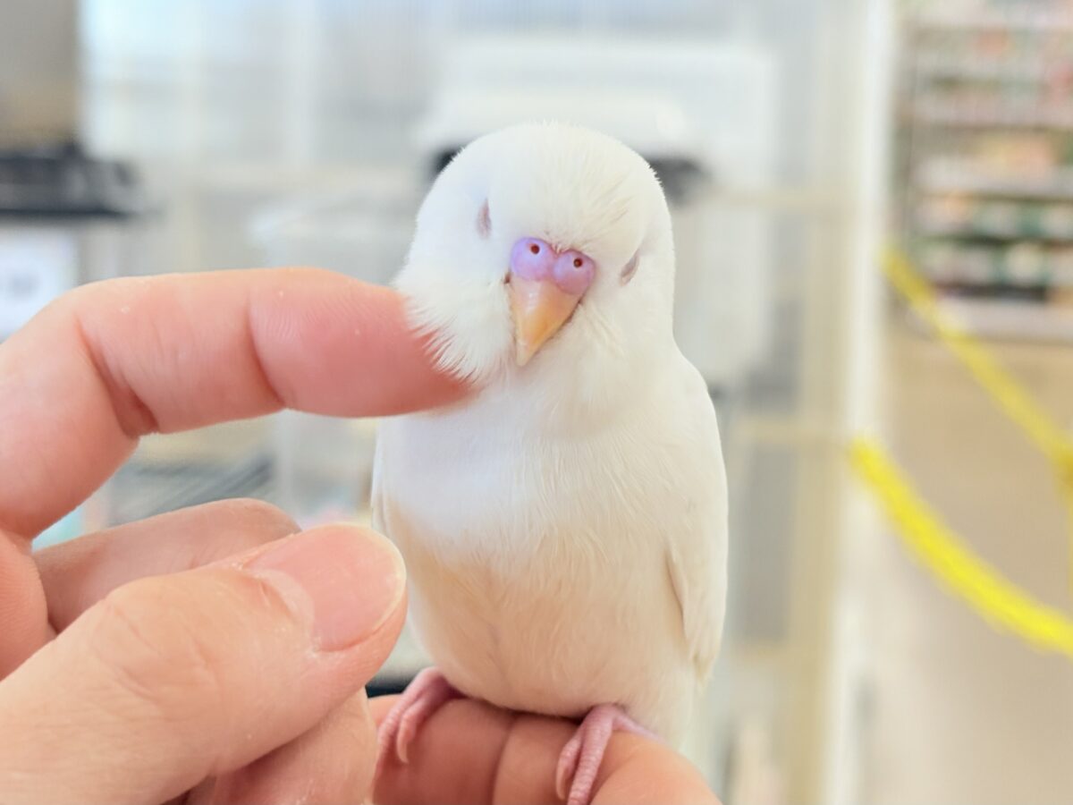 個性的な甘え方に沼っちゃう🐥💖セキセイインコ(アルビノ) セキセイインコ