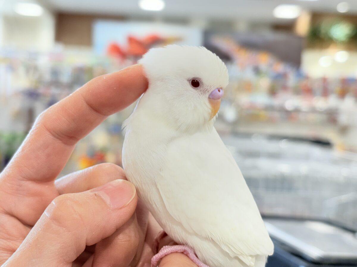 個性的な甘え方に沼っちゃう🐥💖セキセイインコ(アルビノ) セキセイインコ