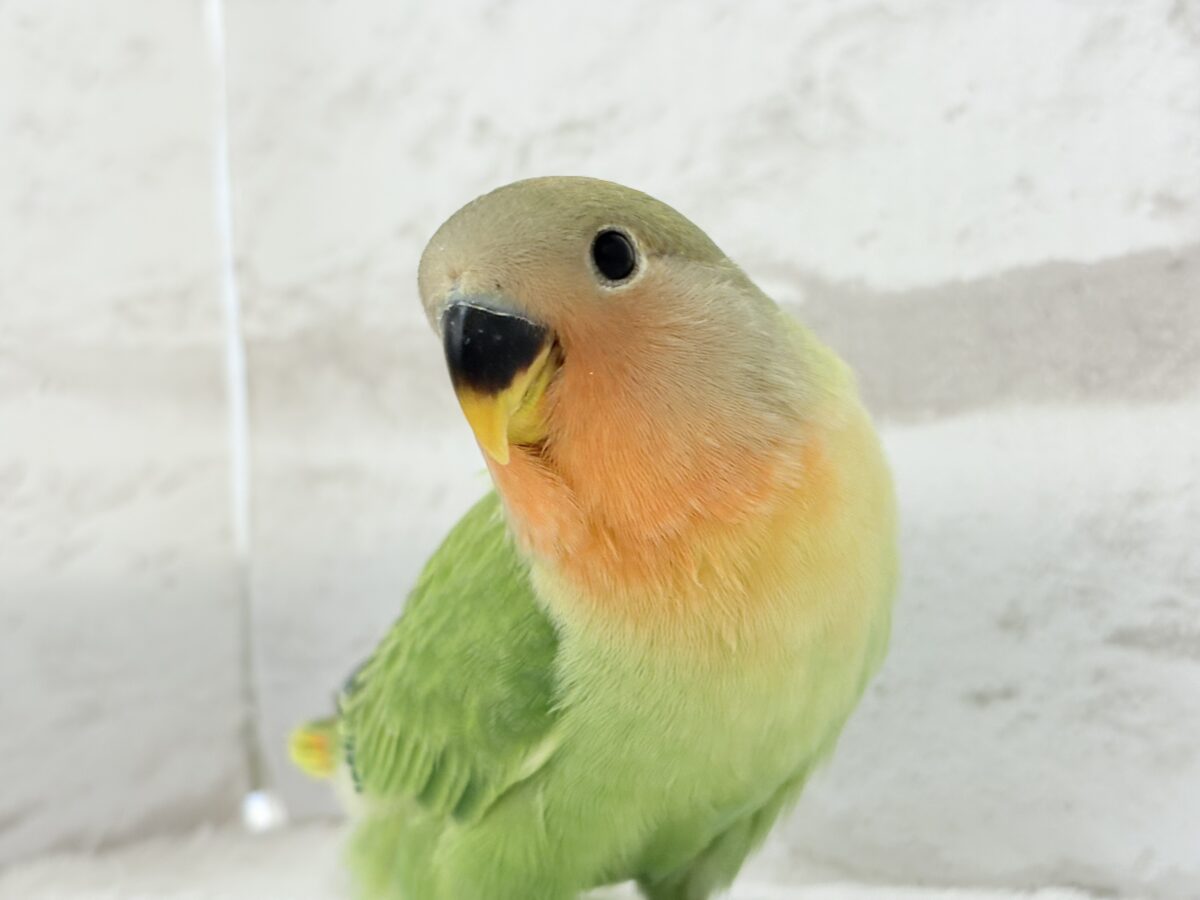 むちっ♡もちっ♡よもぎもち🍡💚コザクラインコ(オパーリン) ヒナ コザクラインコ(小桜インコ)