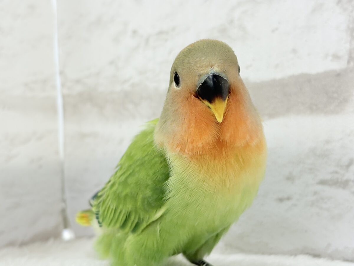 むちっ♡もちっ♡よもぎもち🍡💚コザクラインコ(オパーリン) ヒナ コザクラインコ(小桜インコ)