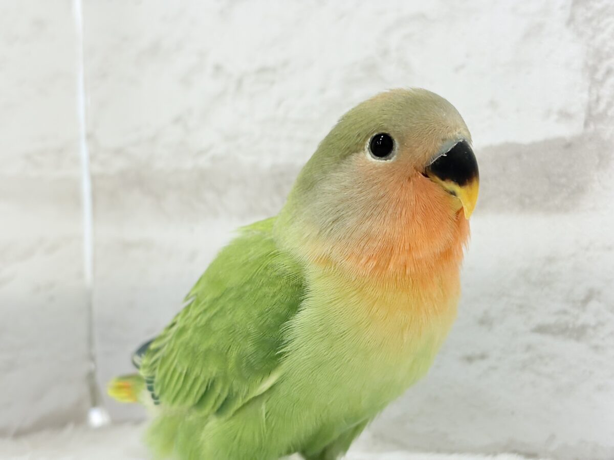 むちっ♡もちっ♡よもぎもち🍡💚コザクラインコ(オパーリン) ヒナ コザクラインコ(小桜インコ)
