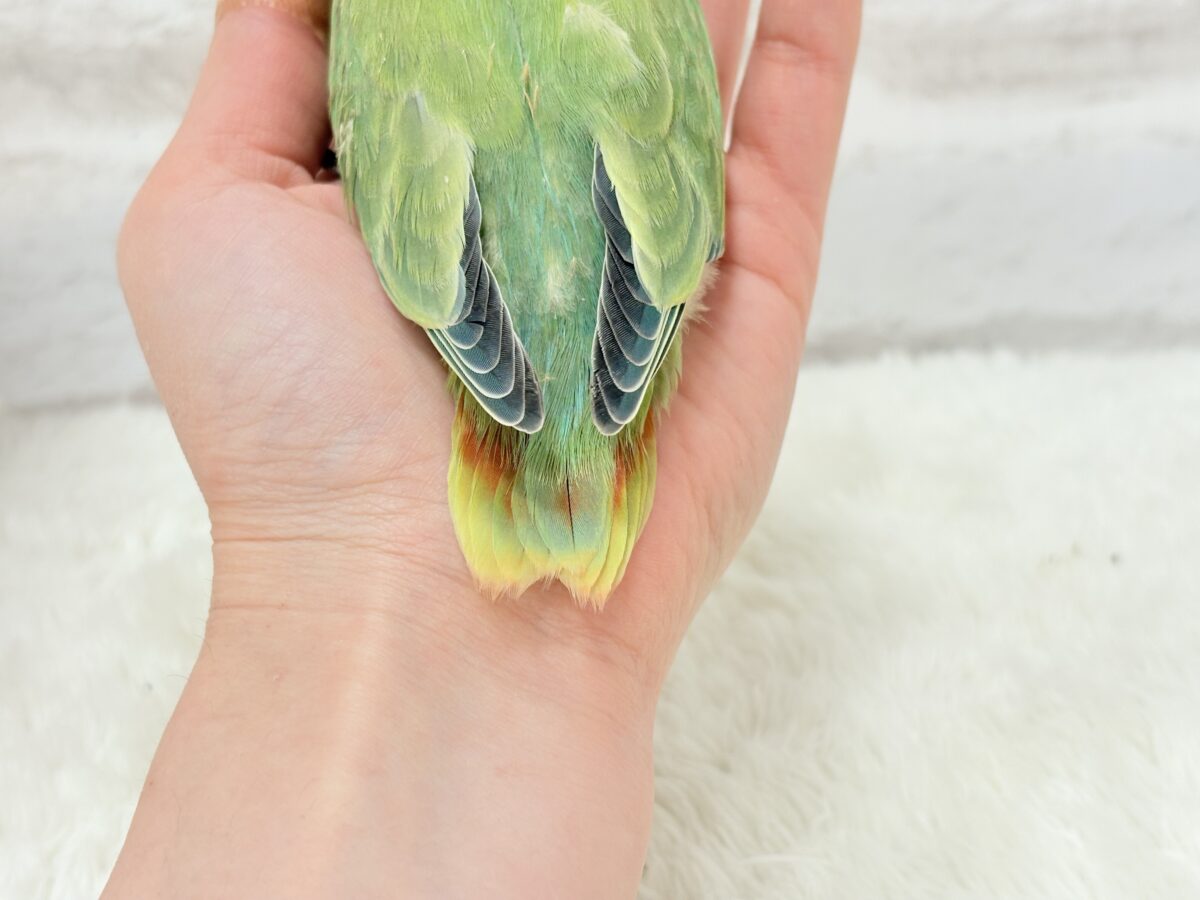 むちっ♡もちっ♡よもぎもち🍡💚コザクラインコ(オパーリン) ヒナ コザクラインコ(小桜インコ)