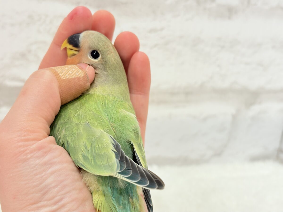 むちっ♡もちっ♡よもぎもち🍡💚コザクラインコ(オパーリン) ヒナ コザクラインコ(小桜インコ)