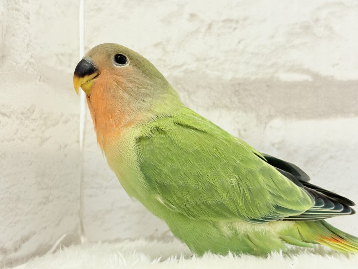 むちっ♡もちっ♡よもぎもち🍡💚コザクラインコ(オパーリン) ヒナ コザクラインコ(小桜インコ)