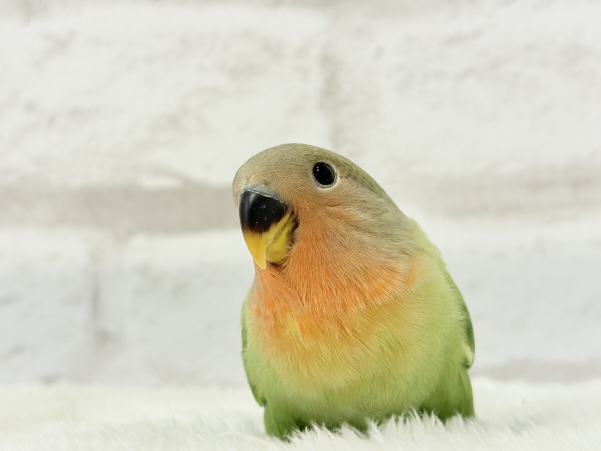 むちっ♡もちっ♡よもぎもち🍡💚コザクラインコ(オパーリン) ヒナ コザクラインコ(小桜インコ)