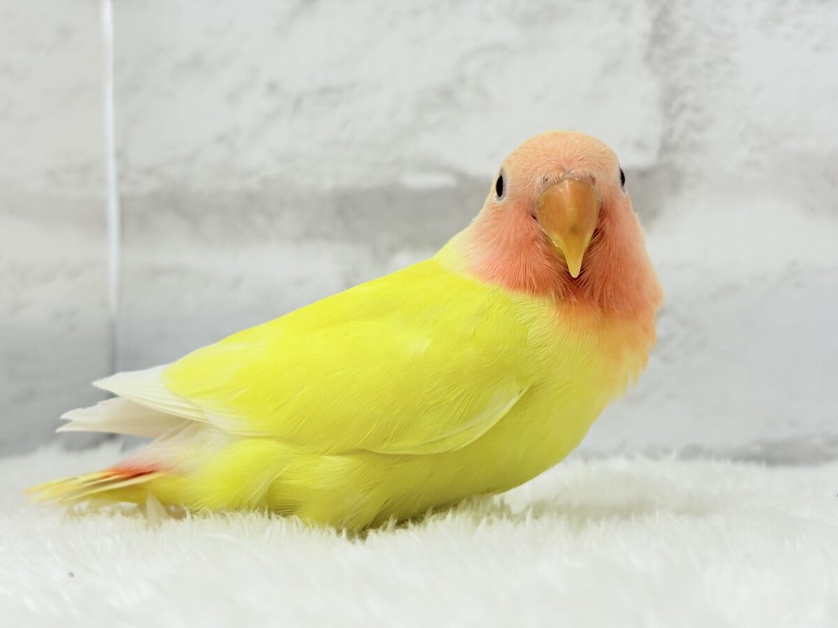 【最新画像更新🪄】もぎたて🫧フレッシュフルーツ🍋コザクラインコ(ルチノー) ヒナ コザクラインコ(小桜インコ)