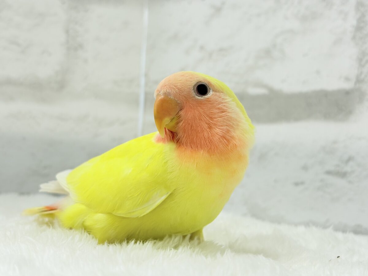【最新画像更新🪄】もぎたて🫧フレッシュフルーツ🍋コザクラインコ(ルチノー) ヒナ コザクラインコ(小桜インコ)