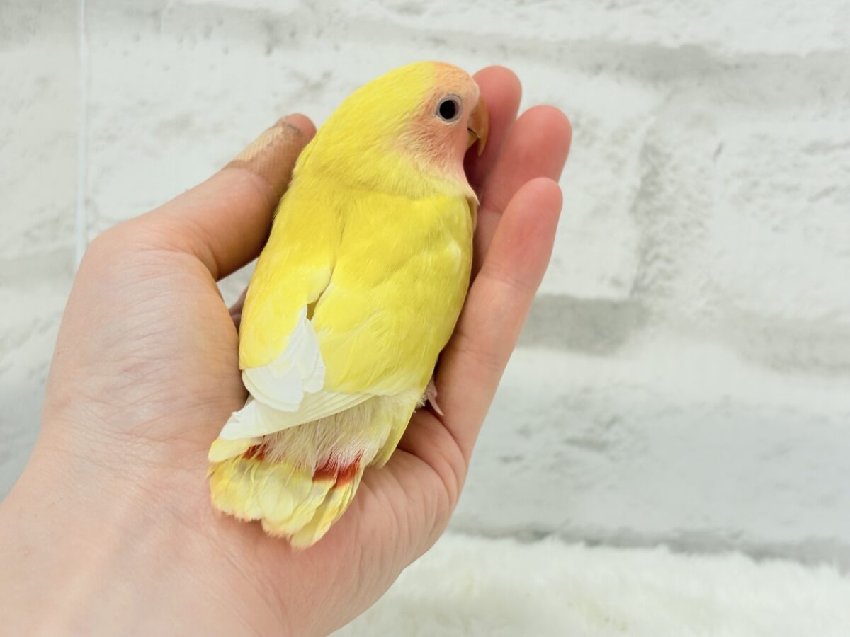 【最新画像更新🪄】もぎたて🫧フレッシュフルーツ🍋コザクラインコ(ルチノー) ヒナ コザクラインコ(小桜インコ)