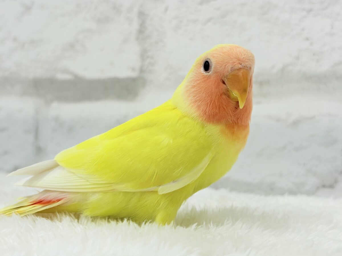 【最新画像更新🪄】もぎたて🫧フレッシュフルーツ🍋コザクラインコ(ルチノー) ヒナ コザクラインコ(小桜インコ)