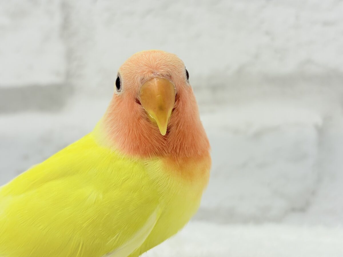 【最新画像更新🪄】もぎたて🫧フレッシュフルーツ🍋コザクラインコ(ルチノー) ヒナ コザクラインコ(小桜インコ)