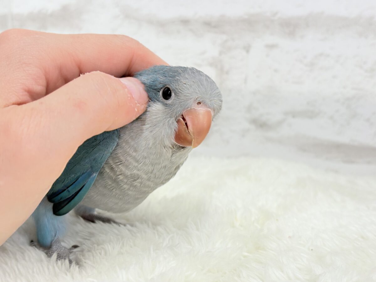 【最新画像・動画更新🪄】飛びきりのスマイル😊ウケケケダンスに魅了されちゃう((🐣))🪇💖オキナインコ(ブルー) ヒナ オキナインコ