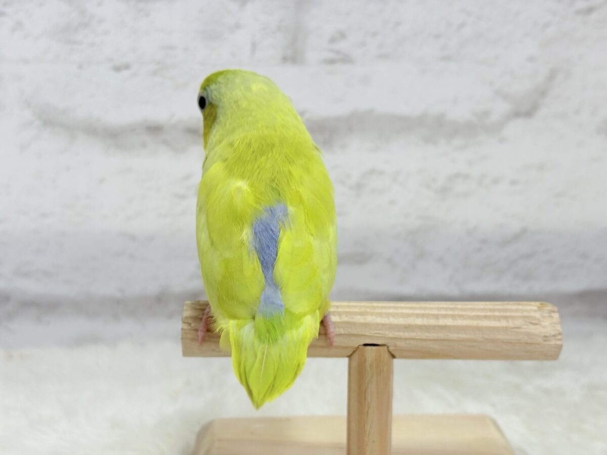 【最新画像・動画更新🪄ひとり餌になりました☆】爽やかライム🐣🍋🟩マメルリハ(アメリカンイエロー)男の子 ヒナ マメルリハ