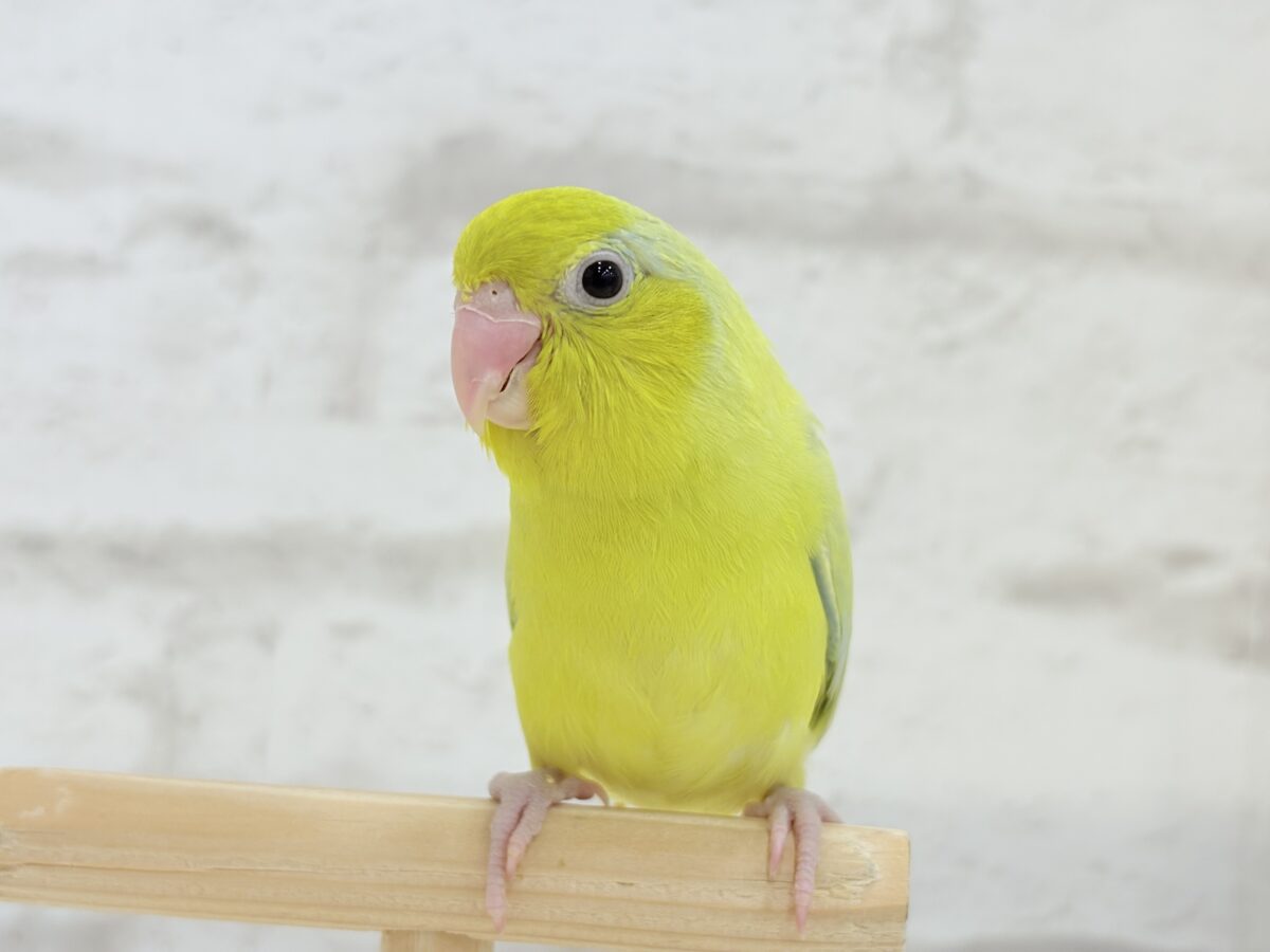 マメルリハ