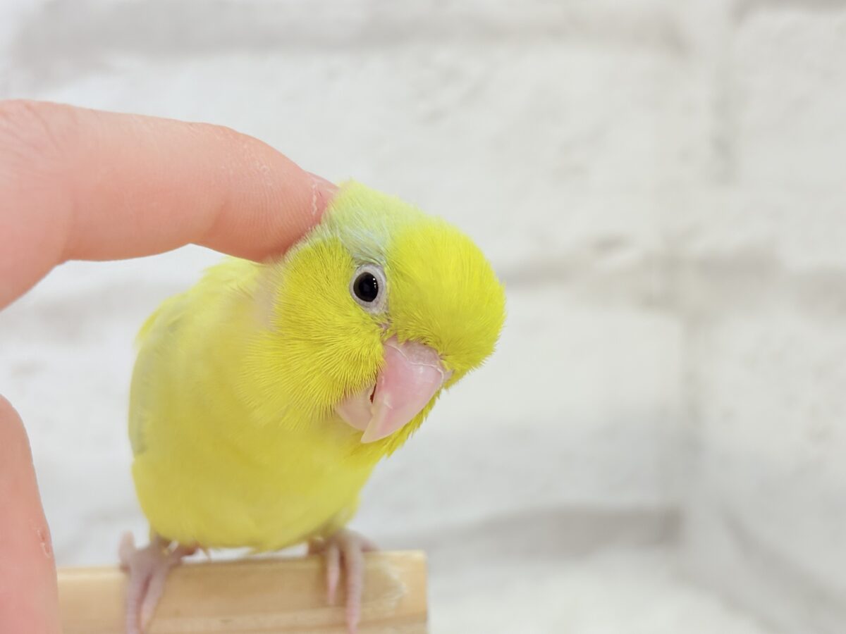 【最新画像・動画更新🪄ひとり餌になりました☆】爽やかライム🐣🍋🟩マメルリハ(アメリカンイエロー)男の子 ヒナ マメルリハ