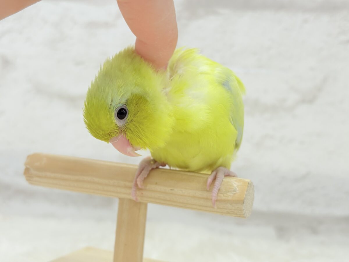 【最新画像・動画更新🪄ひとり餌になりました☆】爽やかライム🐣🍋🟩マメルリハ(アメリカンイエロー)男の子 ヒナ マメルリハ
