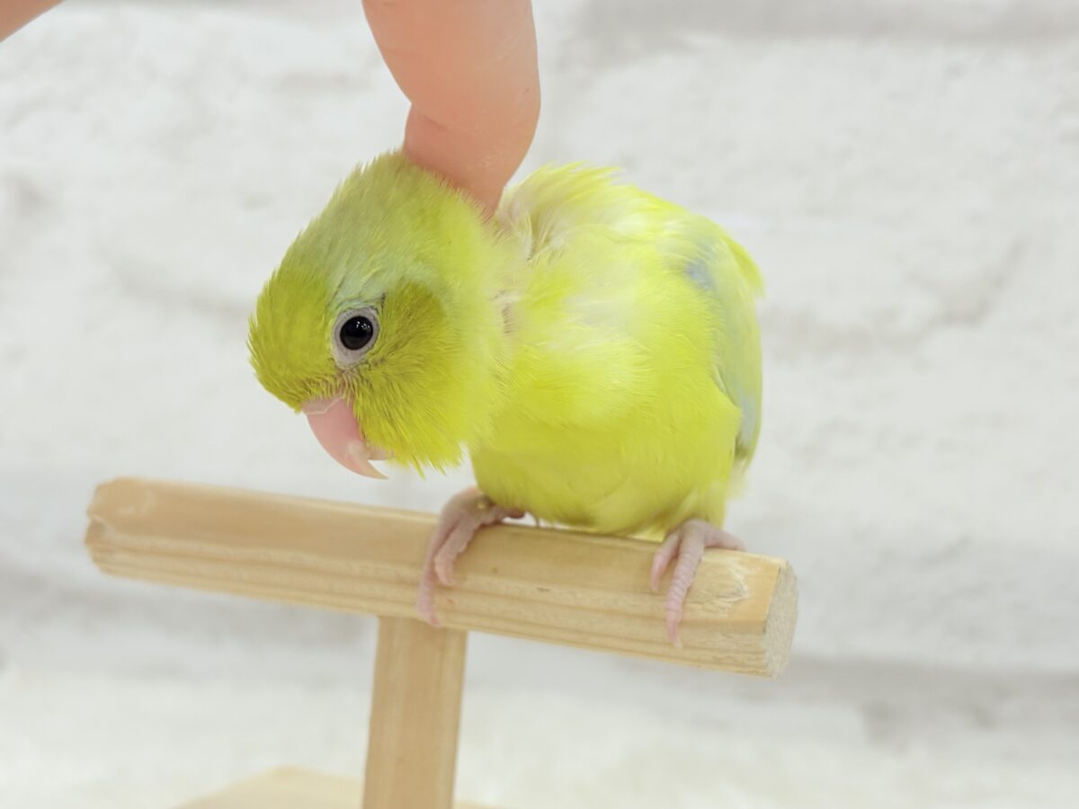 【最新画像・動画更新🪄ひとり餌になりました☆】爽やかライム🐣🍋🟩マメルリハ(アメリカンイエロー)男の子 ヒナ マメルリハ