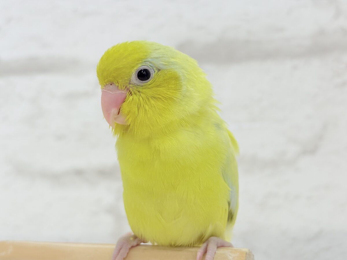 マメルリハ