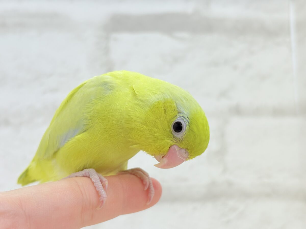 【最新画像・動画更新🪄ひとり餌になりました☆】爽やかライム🐣🍋🟩マメルリハ(アメリカンイエロー)男の子 ヒナ マメルリハ