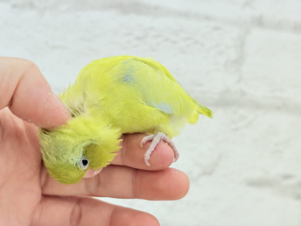 【最新画像・動画更新🪄ひとり餌になりました☆】爽やかライム🐣🍋🟩マメルリハ(アメリカンイエロー)男の子 ヒナ マメルリハ