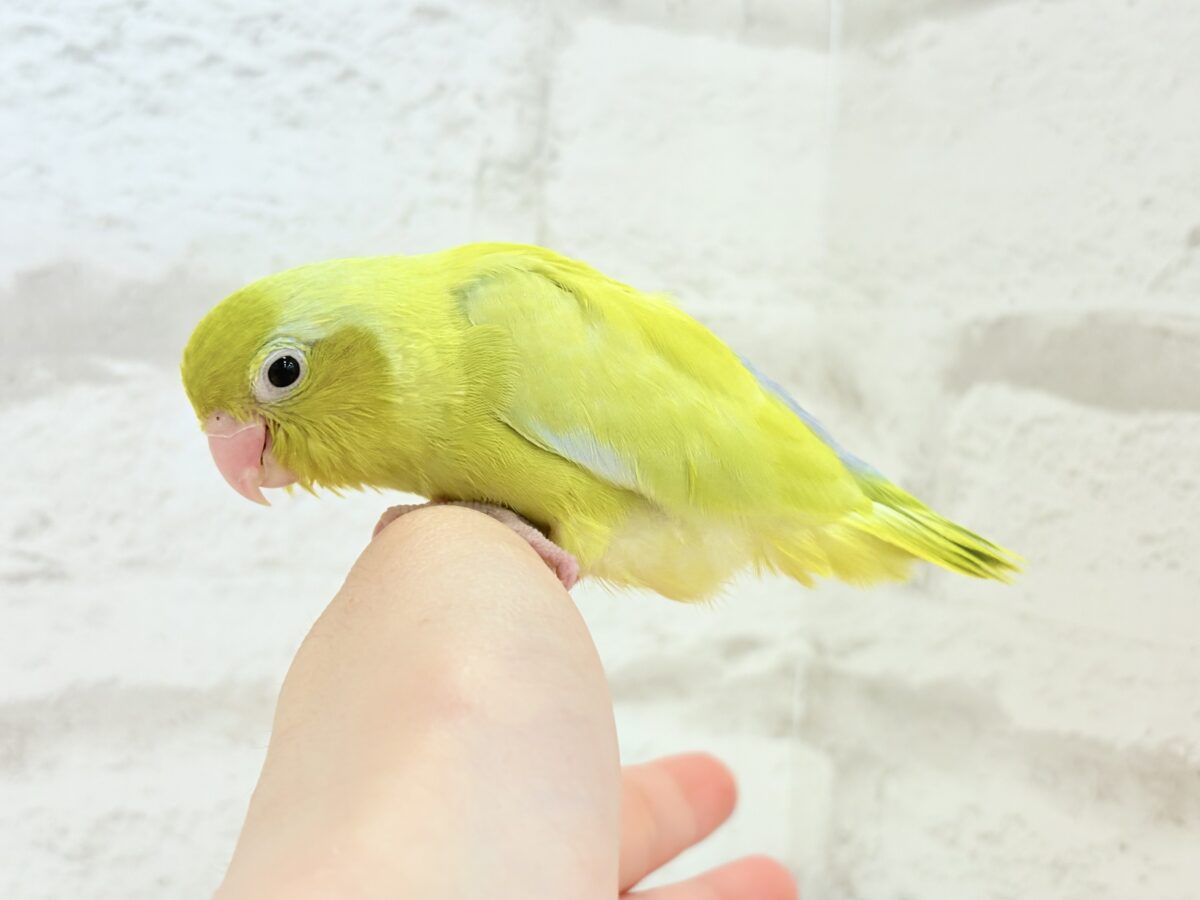 マメルリハ